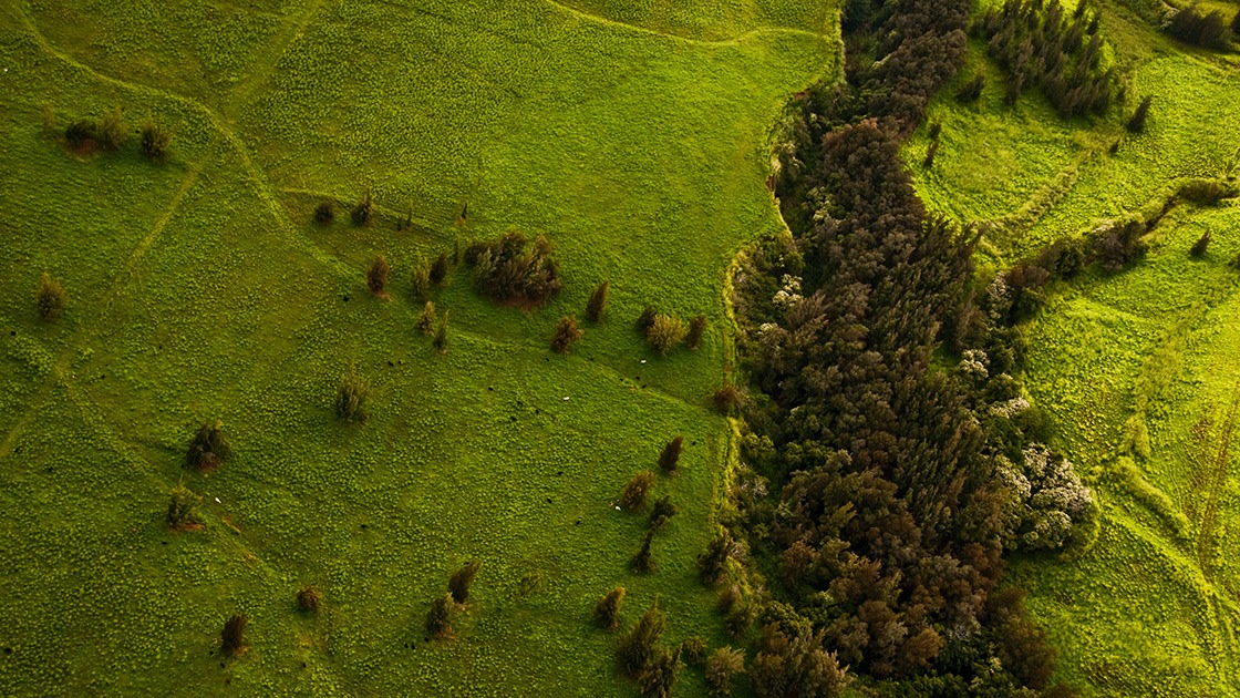 a few trees scatter across a meadow out of a nearby river gorge on the northern slopes of Hawaii's Manua Kea