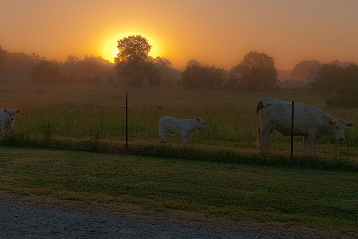 sunrise on the farm, with white cow and calf grazing against spindly steel fence-posts across the street from Janna’s Food Farm in Rogersville, Alabama