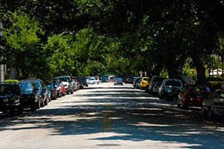 canopy of trees over Meridian Avenue on South Beach