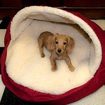 miniature dachshund puppy in cloth dog-cave