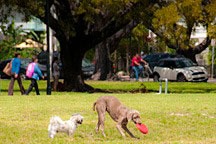 two dogs playing frisbee in open field of Flamingo Park in Miami Beach